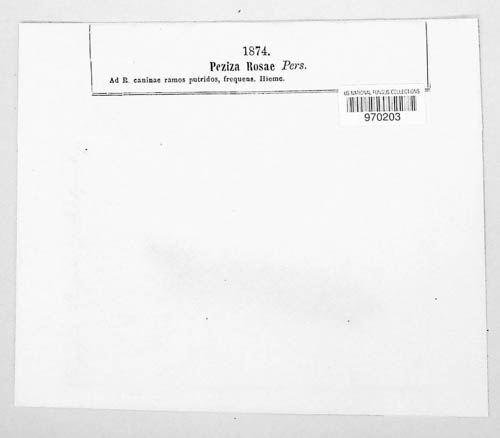 Mollisia rosae image